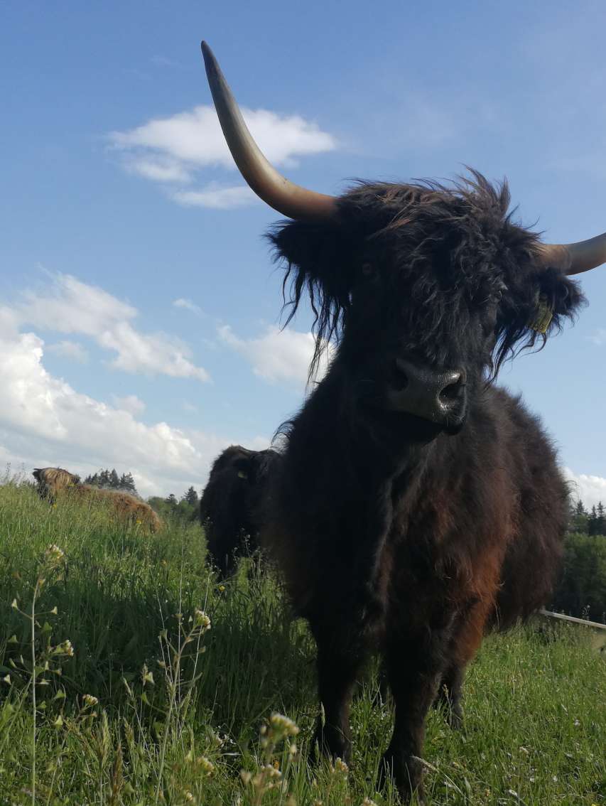 Highland Cattle BIO Hof