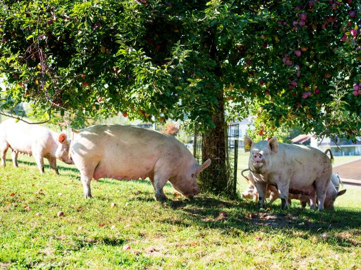 Bauernhof Oberhuus, Alchenstorf