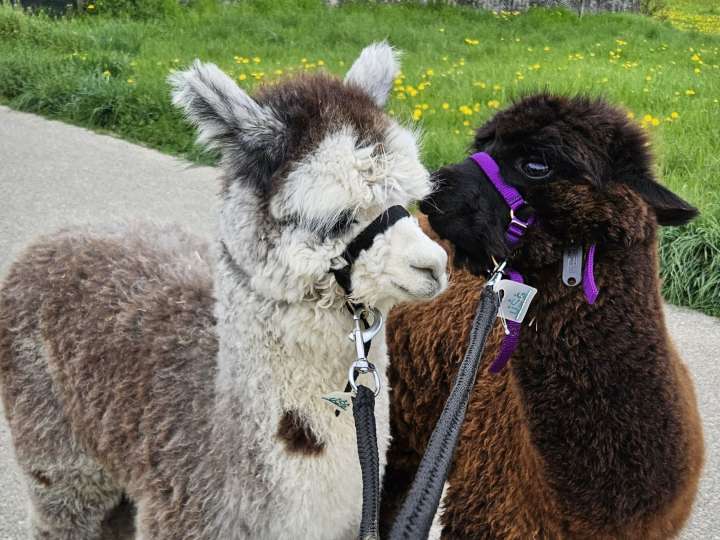 Alpakas vor Flueh, Niederösch